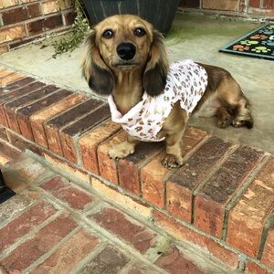 Wag & Bone Pink And Metallic Gold Leopard Print Pet Dog Puffer Jacket Coat XS
